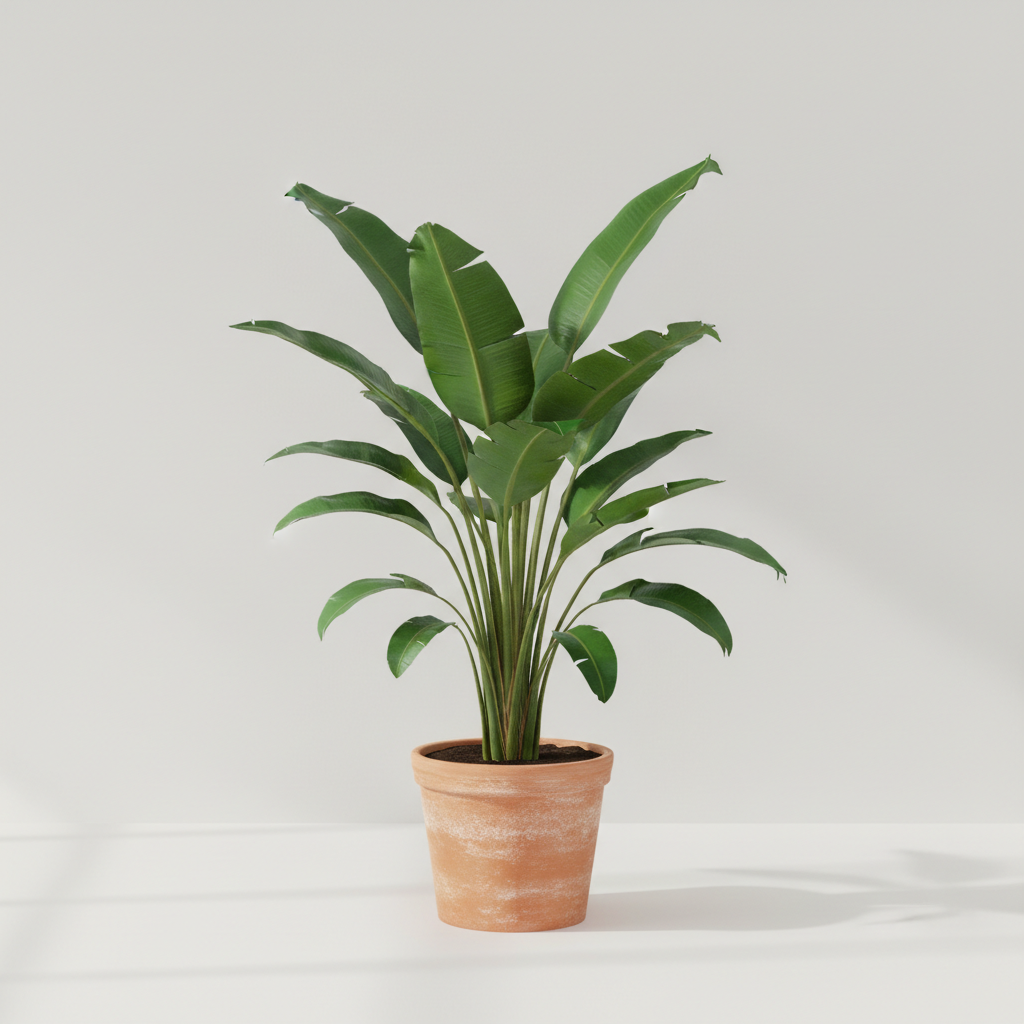 Bird of Paradise (Strelitzia nicolai)