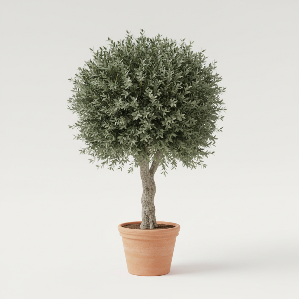 Olive Tree Cloudy
